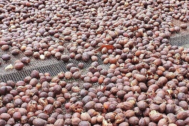 Banana Museum, Rum Distillery & Winery guided tour with tasting