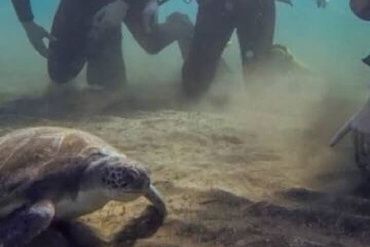Scuba Diving with Expert Instructor