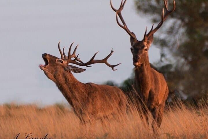 Guided Experience in Doñana in 5 Senses