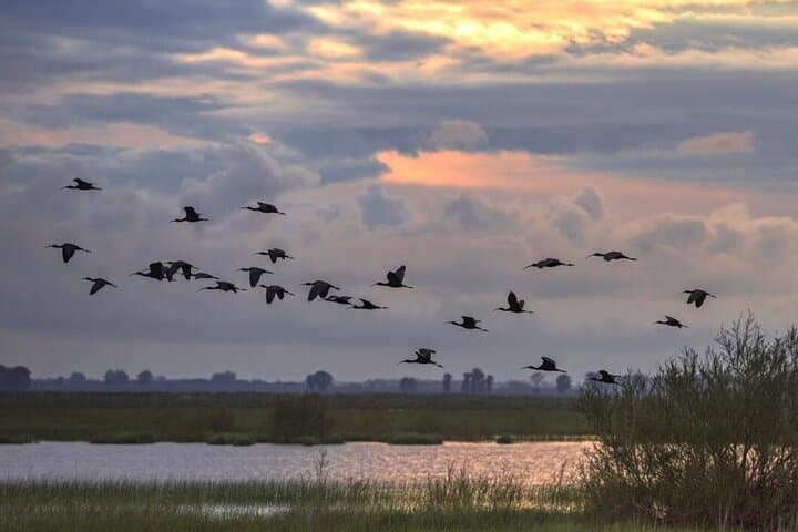 Guided Experience in Doñana in 5 Senses
