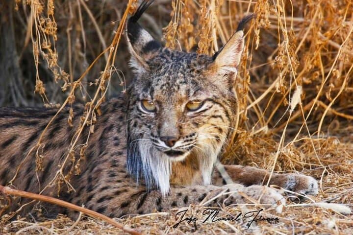 Guided Experience in Doñana in 5 Senses