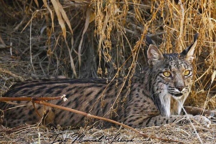 Exploring Doñana and the Iberian Lynx