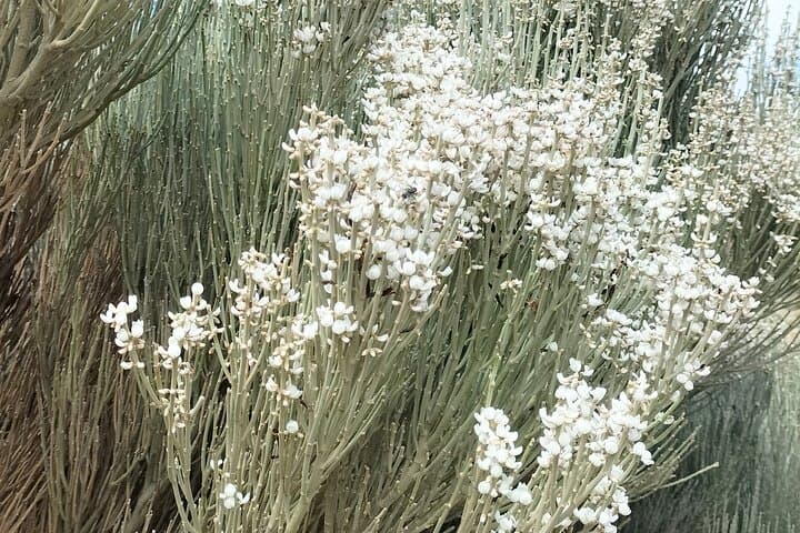 Flowering in Ucanca