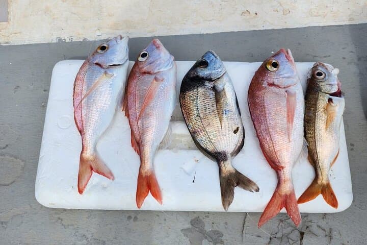 Fishing excursion in Fuengirola