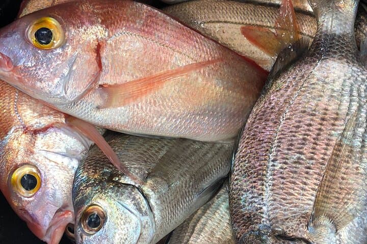 Fishing excursion in Fuengirola