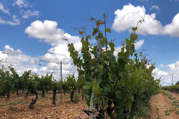Rueda White Wine Tour from Madrid with Michelin-Star Lunch
