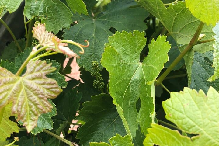 Rueda White Wine Tour from Madrid with Michelin-Star Lunch
