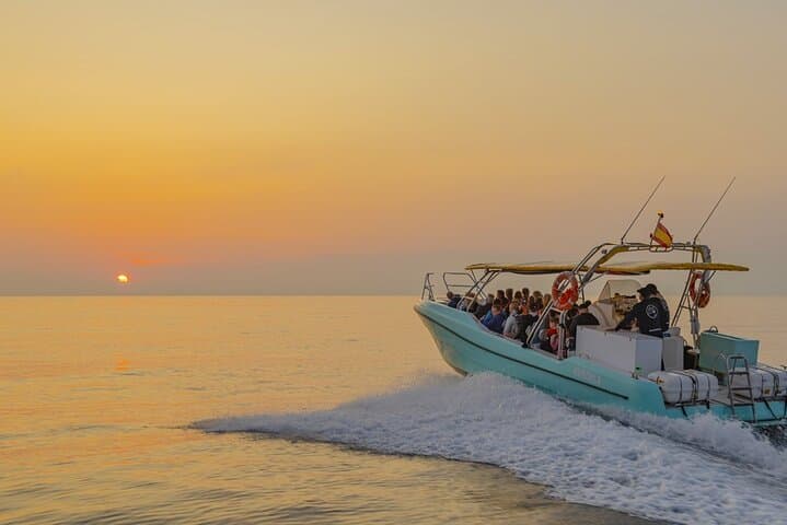 Exclusive Dolphin Watching in Mallorca from Port Alcudia