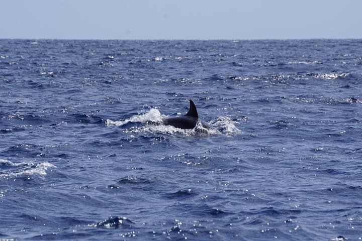 Small Group Dolphin Sunset Tour on Electric Sailing Boat Denia