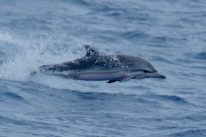 Small Group Dolphin Sunset Tour on Electric Sailing Boat Denia