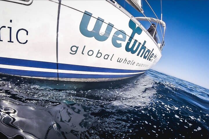 Whale & Dolphin Observation on Electric Sailing Boat in Denia