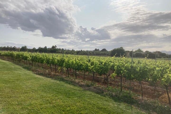 Guided tour of Butxet winery
