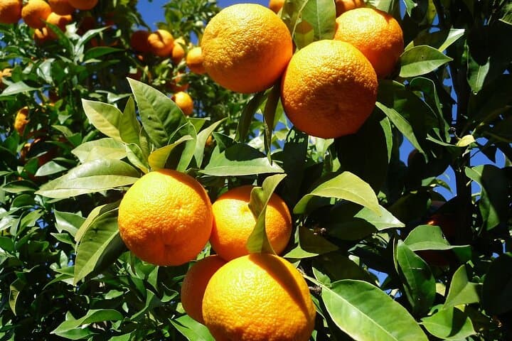 Andalusia in 5 days from Seville, tours and private transfer