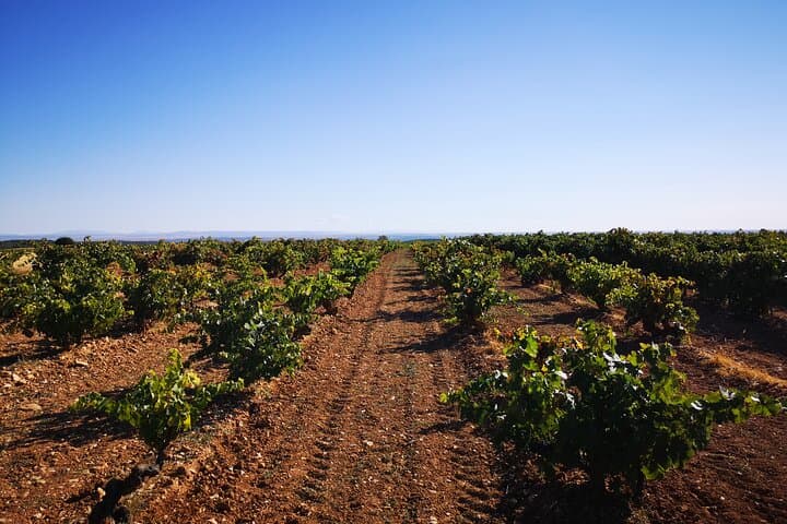 Visit our Craft Winery in Segovia