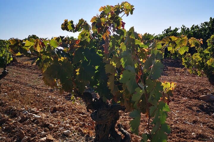Visit our Craft Winery in Segovia