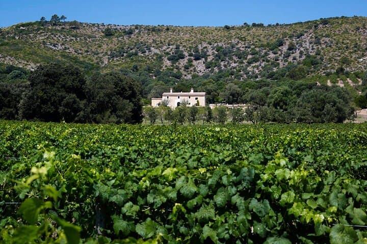 Alcudia Vineyard Tour and Exclusive Wine Tasting Experience