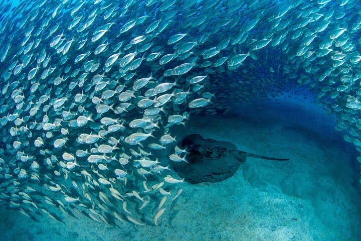Scuba Experience in Tenerife with Guide