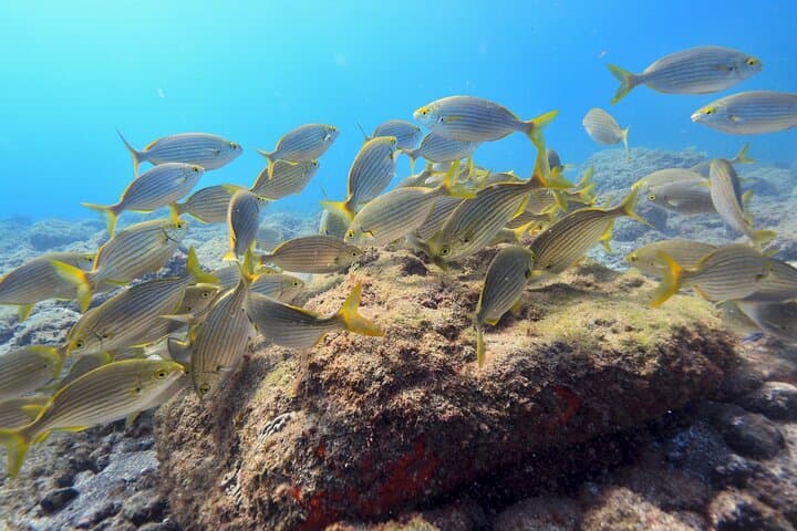 Guided Snorkelling Experience in South of Gran Canaria