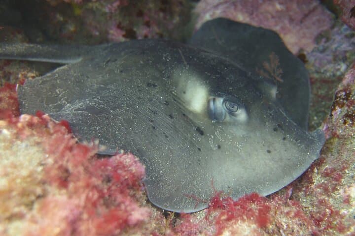 Guided Snorkelling Experience in South of Gran Canaria
