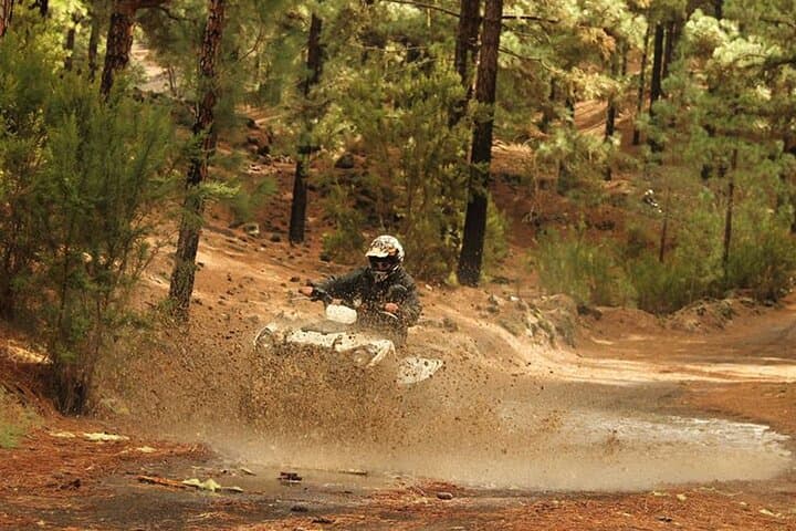 Forest Quad Trip in South Tenerife