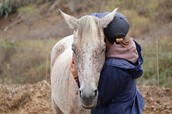 Transforming Experience with Horses Connect and Enjoy