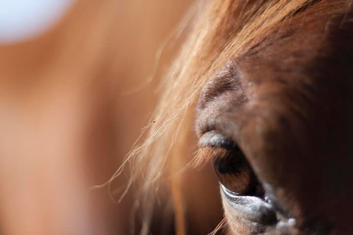 Transforming Experience with Horses Connect and Enjoy