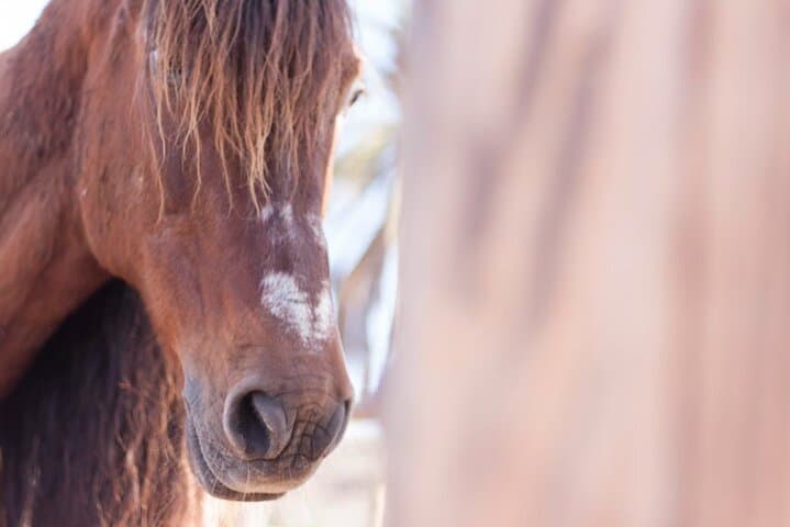 Transforming Experience with Horses Connect and Enjoy