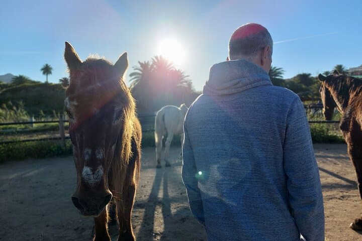 Transforming Experience with Horses Connect and Enjoy
