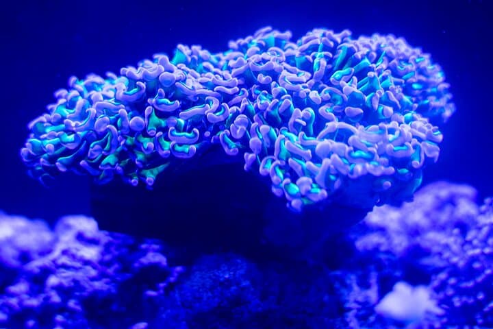 Experiencia Bioluminiscente