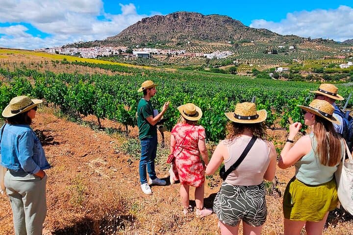 Walking the Andalusian vineyard