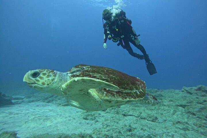 Tenerife: 2-in-1 Scuba Diving with Turtles & Snorkeling 8+