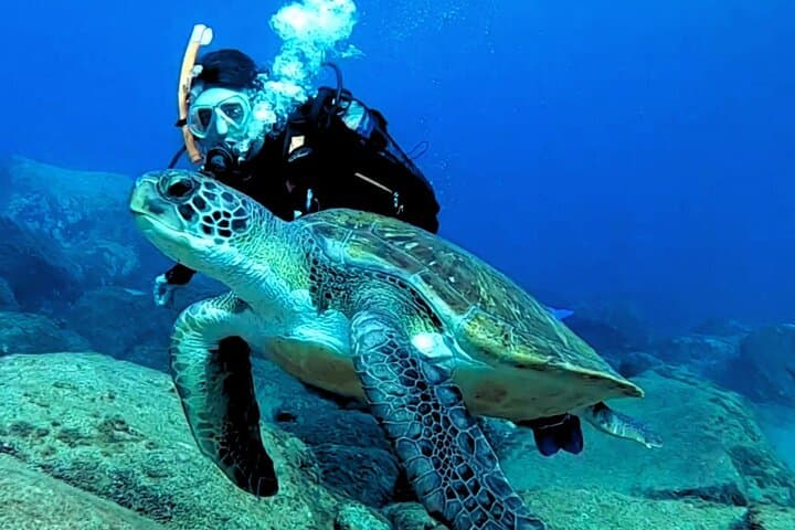 Tenerife: 2-in-1 Scuba Diving with Turtles & Snorkeling 8+