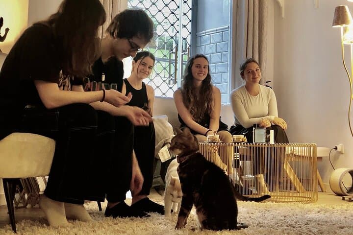 People may interact with the kittens and cats.