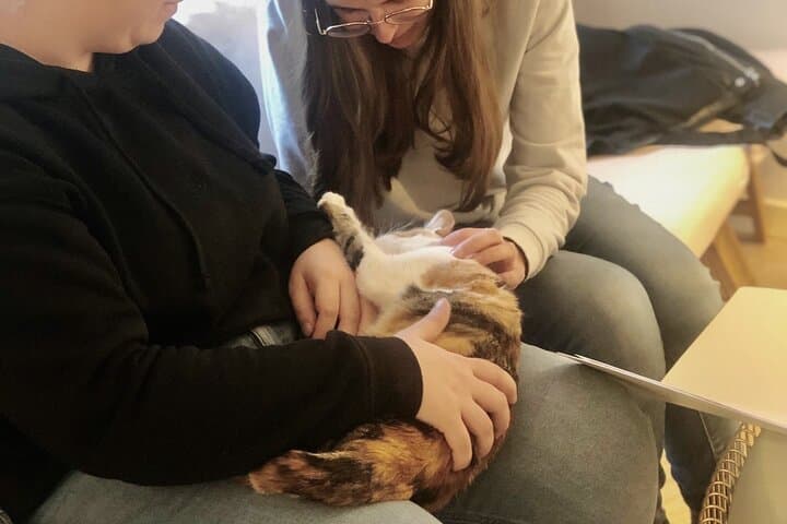 Whiskers and Coffee: Relax and Play with Adorable Cats