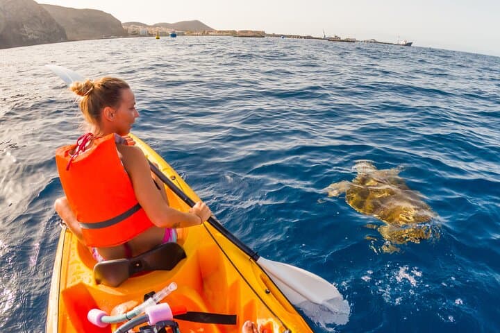 A sea turtle observed form a kayak.