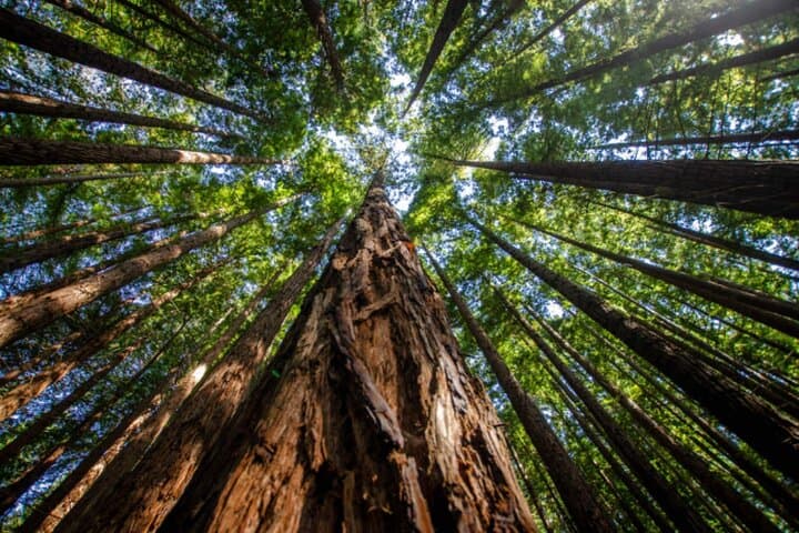 Santander: The Caprice of Gaudí, Santillana and Redwood Forest