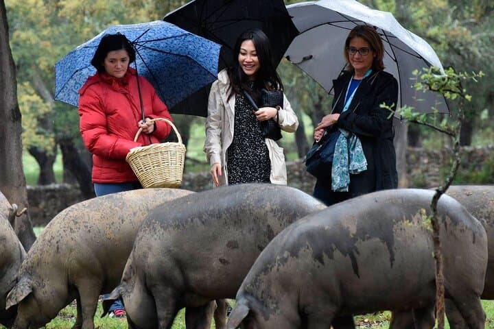 Iberian Ham Route and Tasting