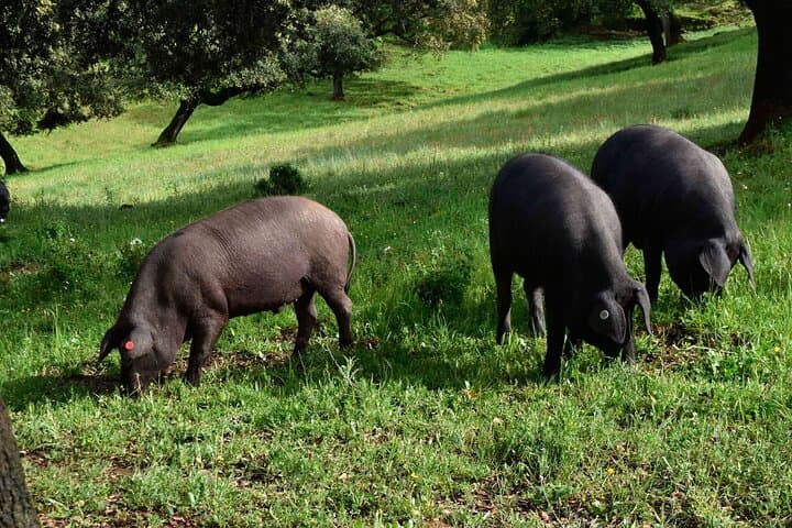 Iberian Ham Route and Tasting