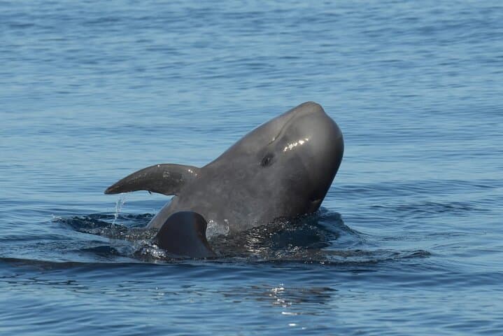 Whale watching and snorkelling in the whale sanctuary