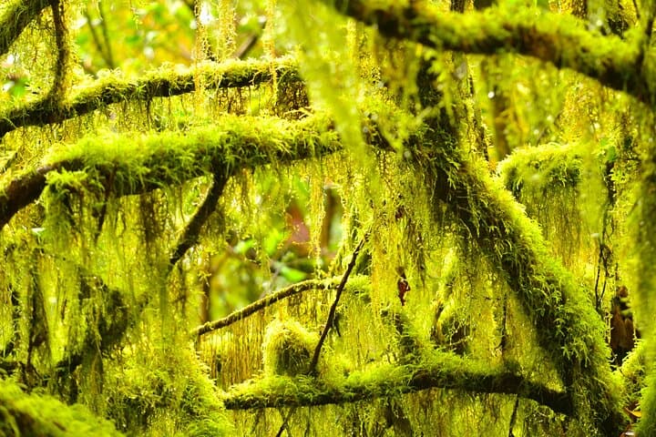 Enchanted Forest of Anaga Rural Park