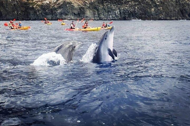 Kayak & Snorkel Safari: Look for Dolphins & Turtles in Tenerife