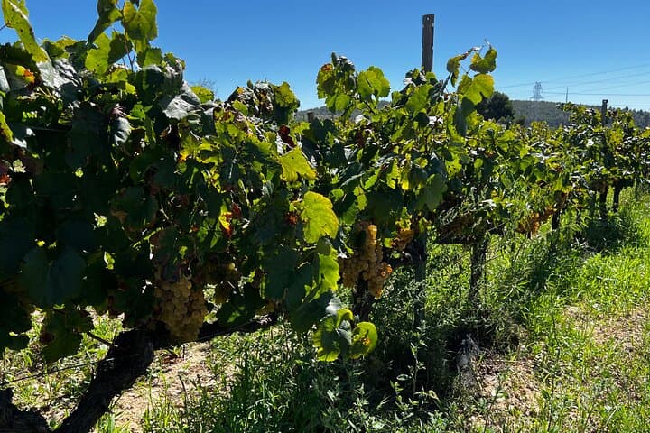Biodynamic vineyard