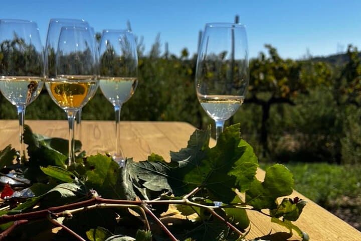 Wine tasting in the vineyard