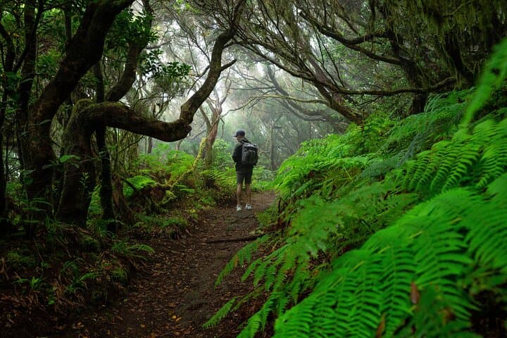 Anaga Cloudforest