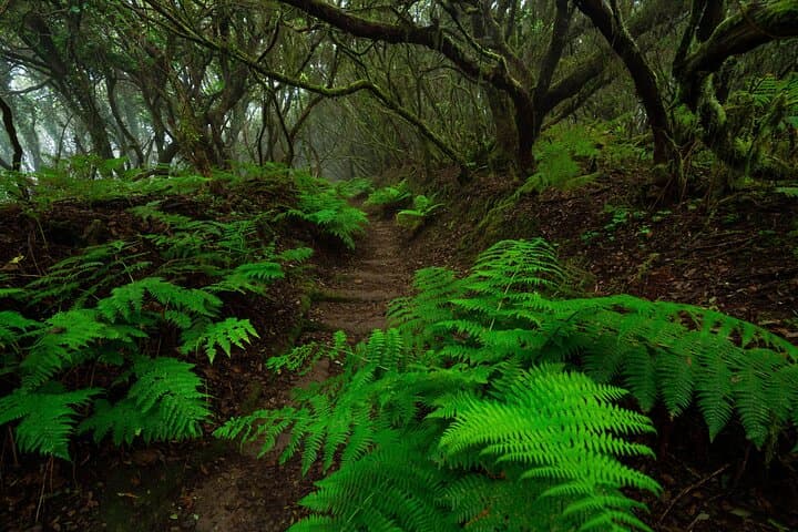 Anaga Forest
