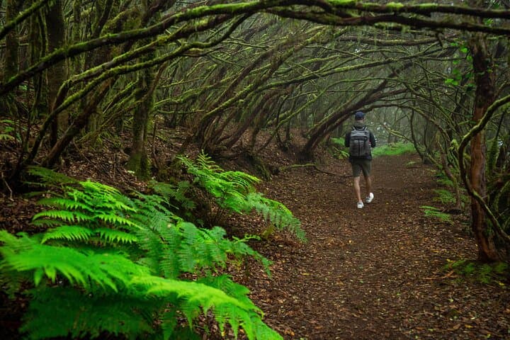 Anaga Forest