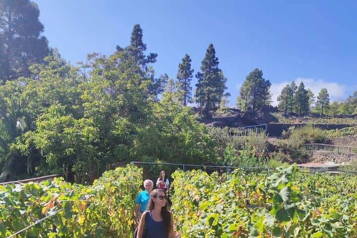 Visit to Arafo Mountain Vineyard and Organic Wine Tasting