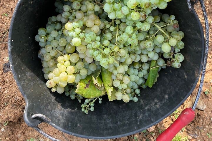 Harvest of the grapes