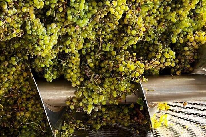 Start of winemaking process