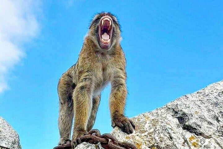 Gibraltar Private Tour From Marbella